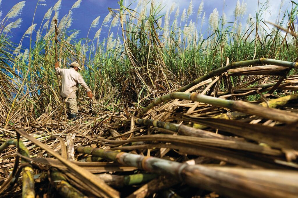 Brazilian Sugar Suppliers 1024x681
