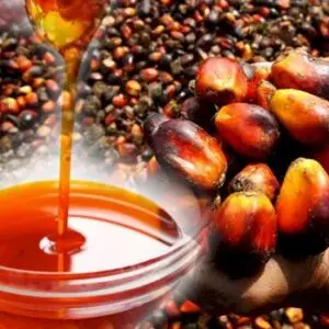 palm oil