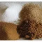 bulk sugar distributor," "bulk sugar suppliers," "organic cane sugar in bulk," "bulk brown sugar for sale," "wholesale sugar distributors," and "Brazilian sugar